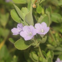 Ruellia patula Jacq.